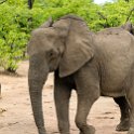 ZMB EAS SouthLuangwa 2016DEC09 KapaniLodge 031 : 2016, 2016 - African Adventures, Africa, Date, December, Eastern, Kapani Lodge, Mfuwe, Month, Places, South Luanga, Trips, Year, Zambia